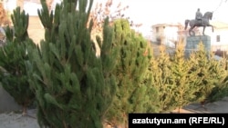 Продажа елей и сосен в Ереване. 29 декабря 2010 г. 