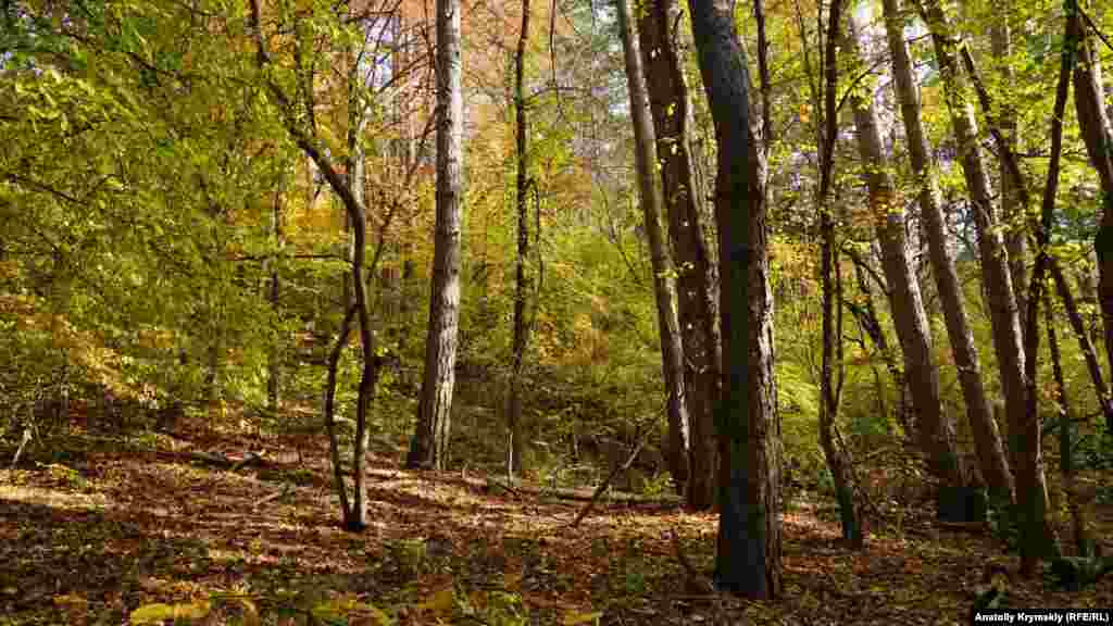 Özenden biraz yuqarı mantarlı yerlernen qarışma orman başlana&nbsp;