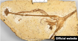 Таш болуп калган Cratolirion bognerianum гүлү.