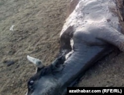 Погибшая от болезни корова. Август 2020 г.