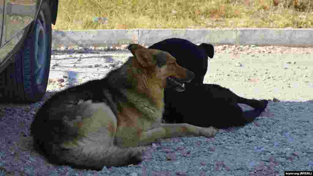 Maşnalarnı göñülli qaravullar qaravullay