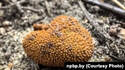 Грыб Elaphomyces muricatus