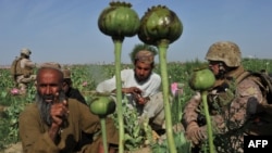 Göknar ekýän Abdul Manan (çepde) we onuň iki ogly Owganystanyň Helmand welaýatynyň Maranjan obasynda sorag edilýär, 2011-nji ýylyň 25-nji apreli.