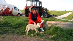 Stâna digitalizată