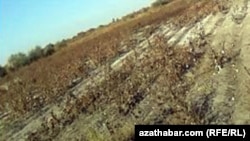 Хлопковое поле. Лебапский велаят Туркменистана (архивное фото)  