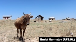 Ош. Иллюстрациялык сүрөт. 