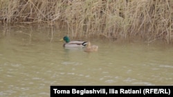 იხვები კრწანისის ტყის ერთ-ერთ ტბაზე