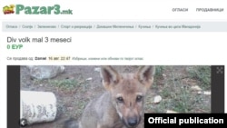 Оглас за продажба на див волк