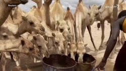 د صومالیا د شپنو دودیز ژوند له ګواښ سره مخامخ دی