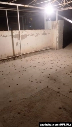 Türkmenistana çozan çekirtgeleriň bir bölegi