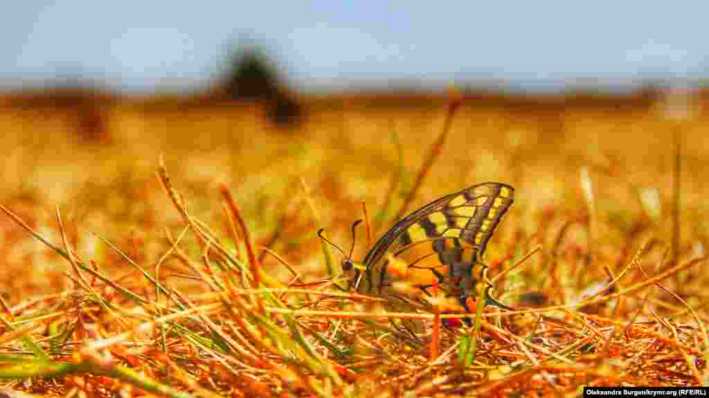 Raatlanıcılarnıñ çadırları yanında köbelek