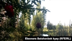 Абдурасуловдун "ранчосу"