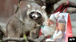 Янот у заапарку. Архіўнае фота