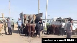 Hor düşen mallar. Arhir suraty.