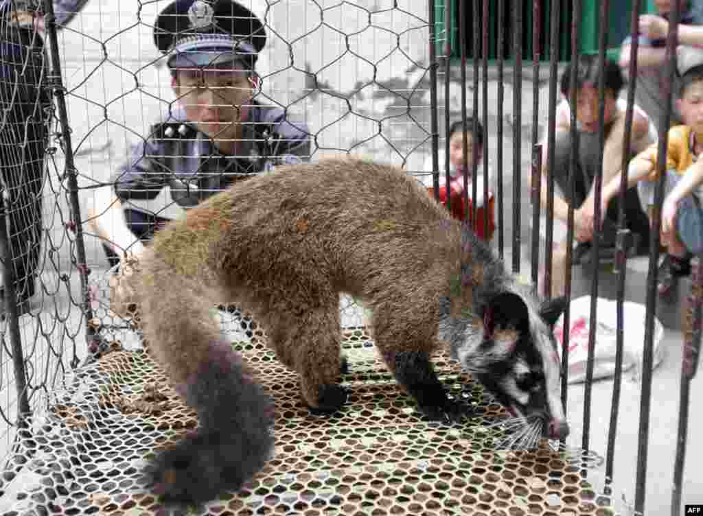 Međutim, neke od "mokrih pijaca" bile su poznate po tome što su prodavale egzotične životinje, kao što su cibetke. Izbijanje epidemije korona virusa, koji je poznat kao SARS, 2003. godine povezuje se sa zaraženim mesom slepog miša. SARS je ubio hiljade ljudi u nekoliko država. Kineske vlasti su na epidemiju odgovorile ubijanjem oko deset hiljada slepih miševa.&nbsp;