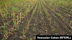 Recolta de porumb compromisă de pe terenurile lui Vladimir Vrabie din satul Carabetovca