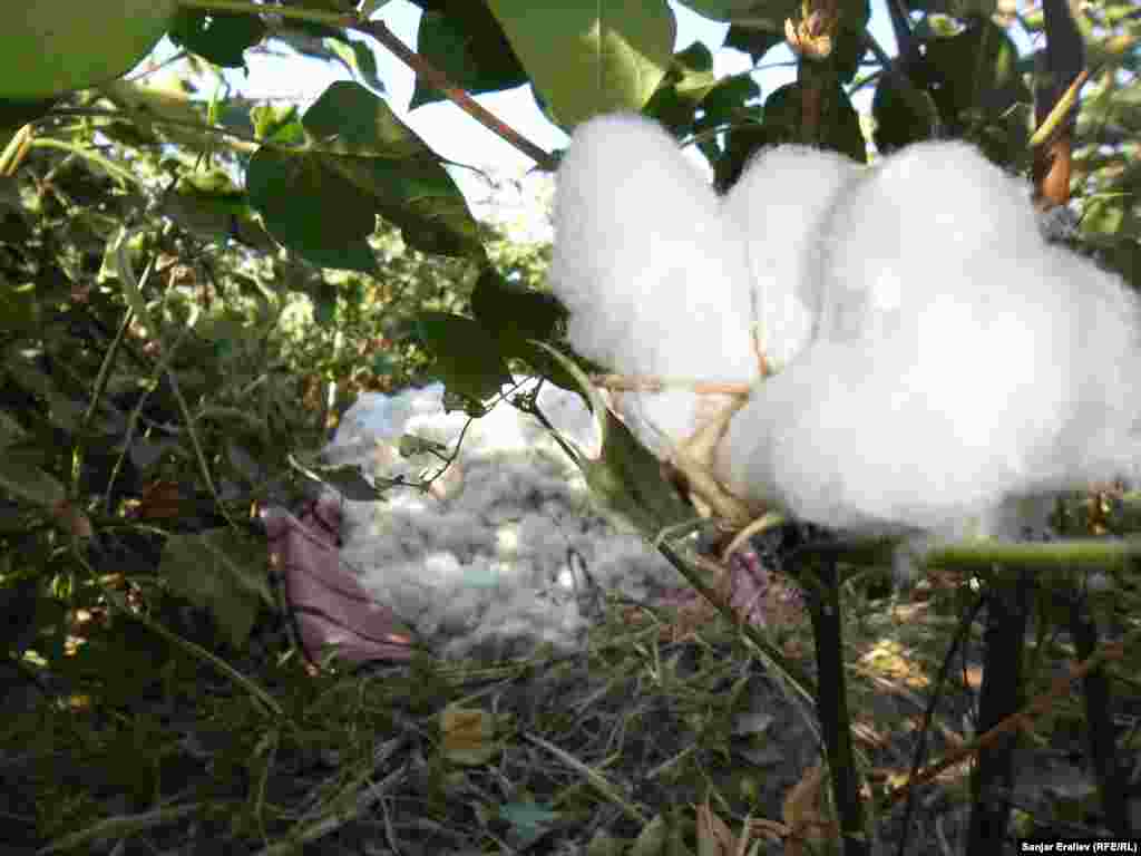 "Белое золото" страны