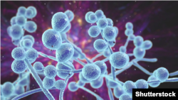 Infecția fungică candida auris.