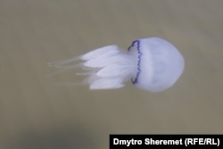 Медузи в Азовському морі біля Генічеська, вересень 2022 рік