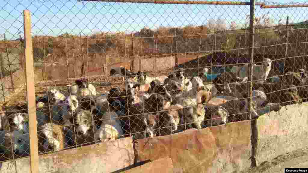 Öýsüz itler üçin Aşgabadyň etegindäki penahana, Gäwers, 2017&nbsp;