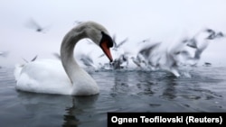 Охридско езеро