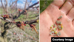 Fructe de caise înghețate într-o livadă din satul Hăsnășeni, raionul Drochia, în noaptea de 6 spre 7 aprilie, când intrase în vigoare un cod galben de îngheț în R. Moldova.