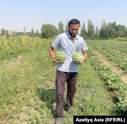 Жамшиднинг айтишича, ҳосил йиғиб олинганидан кейин ҳам биоғўда билан бойитилган ердан кичик-кичик тарвузларни териб олиш мумкин.