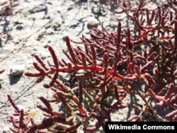 Туздуу кыртышта өсүүчү Salicornia prostrata өсүмдүгү.