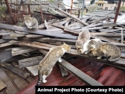 მიუსაფარი კატები