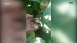 Maryda gowaçalar gunçasyny dökýär