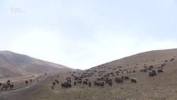 Бывший мигрант в родном селе успешно занимается животноводческим бизнесом