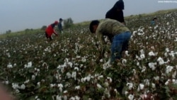 Türkmenistanda mejbury ýygym dowam edýär; telekeçi ABŞ-dan türkmen pagtasyny özüniň gadaganlyk sanawyndan çykarmagy sorady