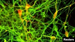 Выява нэйронаў