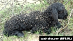 Türkmenistanda owlak-guzy möwsümi başlandy 