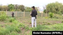 Агрардык университеттин ишкер Урмат Салыкбаев тосуп алган питомниги. Бишкек, Кыргызстан. 