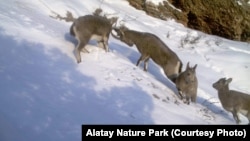 Корукта эчки-текенин саны жылдан жылга арбып баратат. (Көзөмөлдөөчү камерадан тартылган сүрөт. 4-январь, 2019-жыл)