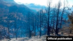 Қашқадарё вилояти Қамаши тумани ҳудудида жойлашган ўрмон хўжалигида 5 гектар майдон ёниб кетди.