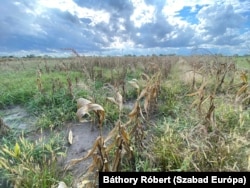 Az 1700 milliárdos projekt összesen 24,5 milliméternyi vizet tudna a területre kijuttatni. A kukorica vízigénye 570–690 mm.