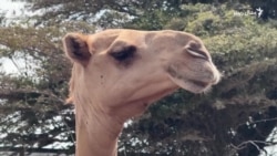 سومالیا کې وچکالۍ اوښبانه زښت اغېزمن کړي دي