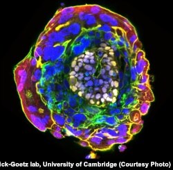 Кишинин 11 күндүк эмбриону.