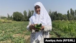 65 ёшли Галатмо Алиева биоўғитлар ёрдамида етиштирилган бодрингларни териб олмоқда.