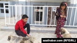 В Ашхабаде начался отлов бездомных собак  