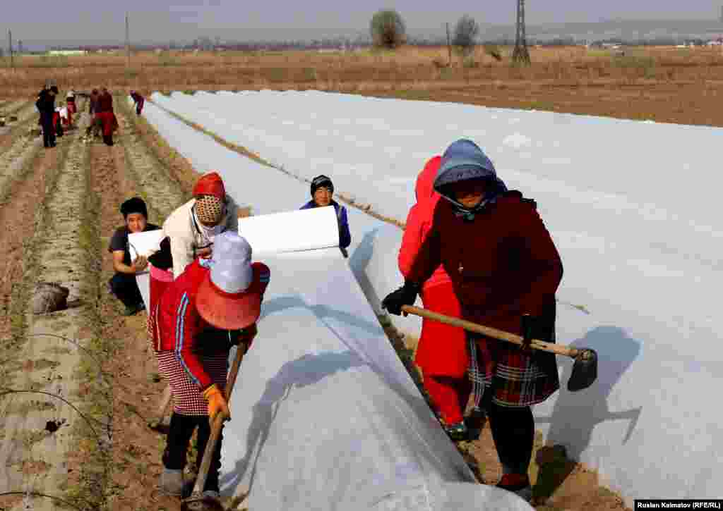 На полях можно встретить целые семьи &ndash; в основном это местные жители. &nbsp;