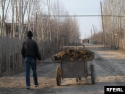 Locuitorii unui sat din Uzbekistan adună bălegar pentru a-l folosi drept combustibil, pentru a face față iernilor reci. (fotografie de arhivă)