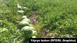 Дарбыз эгилген талаа