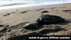 Иллюстративное фото