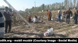 Pagta meýdany (Illýustrasiýa suraty) 