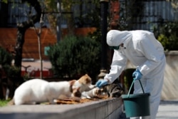 ქუჩის კატები სტამბოლში