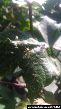 Хлопковое поле, Дашогуз, август 2019