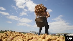 Kultivimi i patates në Kosovë